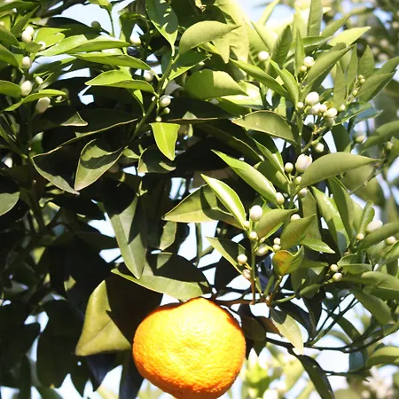 Rose 4* Patara