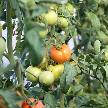 Πανσιόν Rose 4*