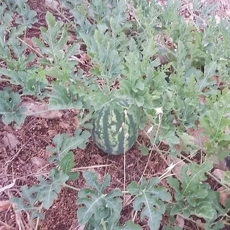 Rose Patara
