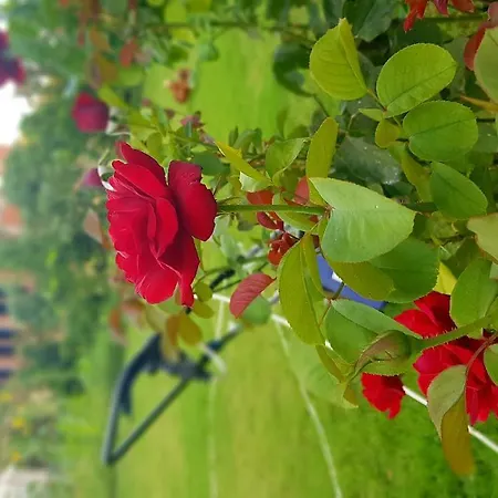 Rose Gæstehus 4*